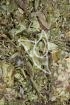 Beifussblätter - Folia Artemisiae argyi