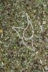 Brombeerblätter - Folia Rubi fruticosi