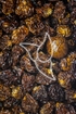Kapstachelbeere - Fructus Physaliis