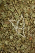 Scheinbeerenkraut - Herba Gaultheria