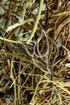 Sturmwindkraut - Herba Phyllanthi niuri